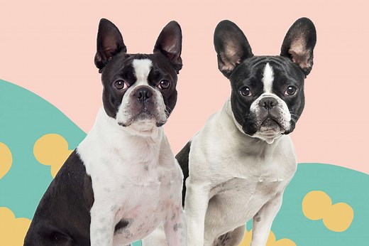 Boston Terrier or French Bulldog: Why Do We Have to Choose Only One?
