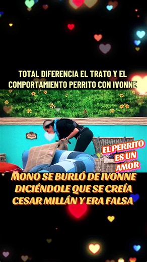 Total diferencia del trato y comportamiento de Ivonne y el perrito 💖 y Mono se burló de Ivonne diciéndole falsa y que ridícula creerse Cesar Millán #lagranjavip #lagranjavipmx #realityshow