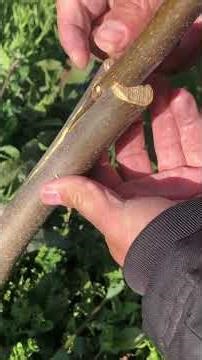 How to Graft a Walnut Tree That Hasn't Taken Previously - Cleft Grafting