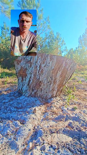 Did you know this about pecan trees? 🌳 #TCSW #truecut #family #pecantree #arboriculture | True Cut Saw Works, LLC.