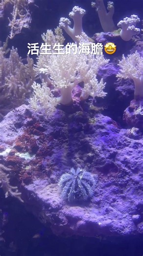 Have you ever seen a live sea urchin from this angle 🤩