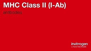 Anti-MHC Class II (I-Ab) Antibodies | Invitrogen
