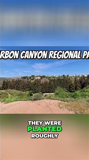 Discover the Redwood Forest in Brea
