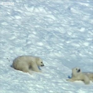 6.7M views · 19K reactions | Polar bear cubs sliding around in snow are just the cutest.  | BBC One | Facebook