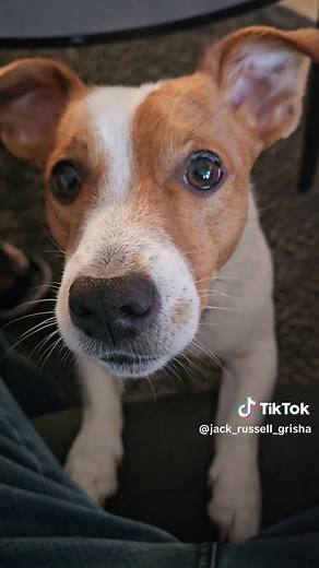 Adorable Jack Russell Terrier Morning Moments