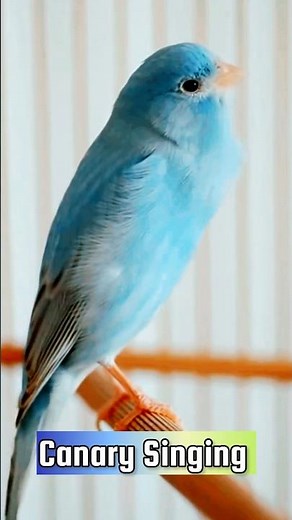 Canary Singing Training Video | Best Canary Singing | Canary Bird Sounds #galerikenariindonesia