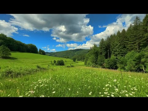 30 Second Countdown Timer | Birds Singing | Peaceful Nature Background