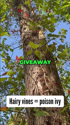 How to Spot Poison Ivy in the Fall | Survival Skills