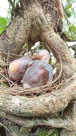 Baby Bird Progress After One Week of Growth