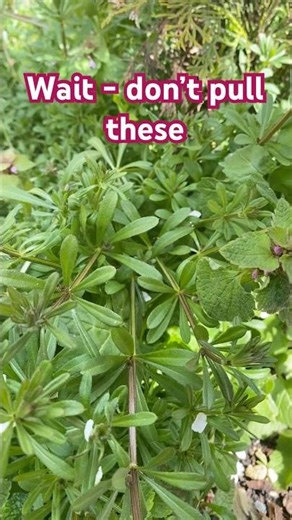 Cleavers #pnwgardening
