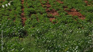 Wide view of multicropping of cow pea and groundnut in red soil Stock Video