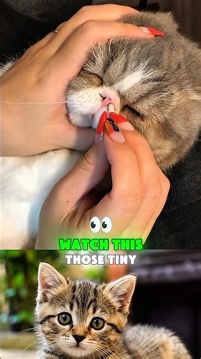 Before You Wipe Your Cat's Nose, Watch This! 😺 Cat Tips #cat #satisfying #cleaning