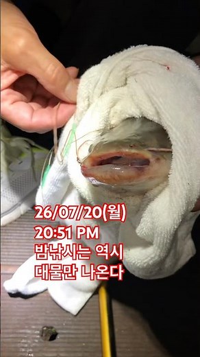밤낚시는 대물만 출연 #낚시터 #낚시 #생활꿀팁 #향어낚시 #메기매운탕 #천렵 #향어낚시 #붕어낚시 #민물장어낚시 #민물찌 #민물새우 #민물장어 #캠핑 #캠핑낚시 #떡밥낚시