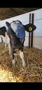 628K views · 23K reactions | Haven't had to do this in a VERY long time. Veterinarian recommended this as a next step to helping him heal | IowaDairyFarmer | Facebook