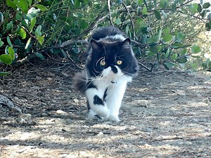 2.3K reactions · 41 shares | Cyrus's KissLove and Play  | Cyrus | Facebook