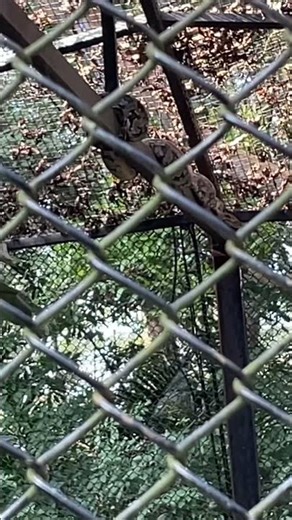 Python 🐍 #trending #ytshorts#zoo #viral #shortvideo #trend#yt#shorts#viralvideo#snake#youtubeshorts