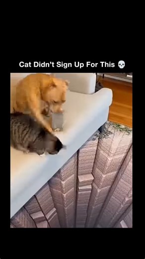 Wild Videos on Instagram: "The clip shows a playful but sneaky moment where a small dog nudges a cat closer and closer to what looks like a deep pit on the floor. The “hole” isn’t real — it’s an optical illusion rug — but the cat doesn’t know that, freezing up as if it’s staring straight into danger. The short video spread fast, pulling 115,000 views and 2,200 likes in under 24 hours, as viewers laughed at the cat’s hesitation and dramatic body language. The realism of the scene makes the illusi