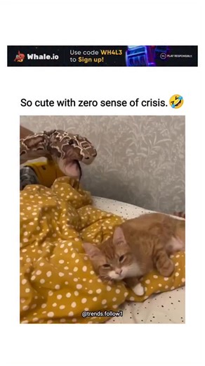 Viral Trending content | The post shares an 11-second video of an orange tabby cat lying calmly on a yellow polka-dot blanket while a ball python curiously licks... | Instagram