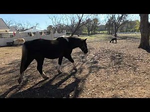 “Farm Animals Eating & Playing | Cute Barnyard Moments to Farmer in the Dell”