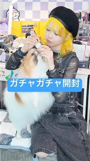 【けだまだま】愛犬の毛を持ち歩けるガチャガチャが可愛すぎる