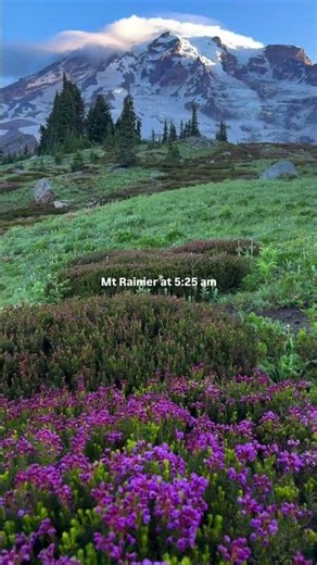 The best sunrise spot in America🤍👇🏼📍Skyline Trail, Mount Rainier National Park✨ #mtrainier