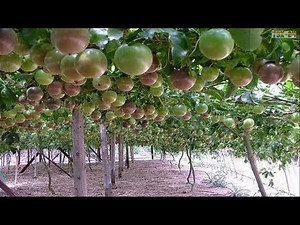 WOW! Amazing Agriculture Technology - Passion fruit