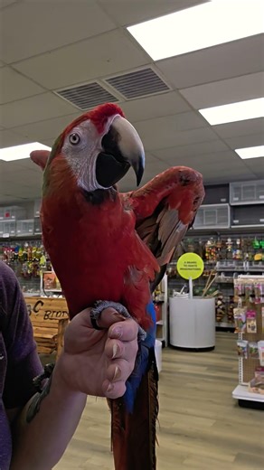 when the bird store lets you take your bird shopping and pick out their own toy. 🤗#talkingparrot