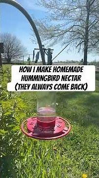 How I Make Homemade Hummingbird Nectar (They Always Come Back!)