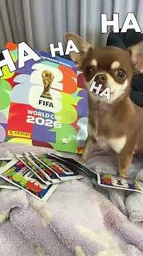 A SAGA DO ÁLBUM DA COPA DO MUNDO CONTINUA...