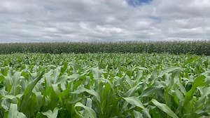 Effective Fertilizer Application Tips for Maize: 1. Timing Matters: Apply fertilizer when the soil is adequately moist but not waterlogged. 2. Strategic Application: Basal fertilizer is best applied during planting or within 5-7 days after seed emergence. For top dressing, aim for around 21 days post-planting. 3. Recommended Types: For basal application in Maize, consider using NPK (23:10:5), while Urea 46% N is ideal for top dressing. 4. Dollop Technique: Employ the dollop method by creating a 