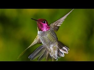 How Do Hummingbirds Fly? Scientists Figure Out The Secrets