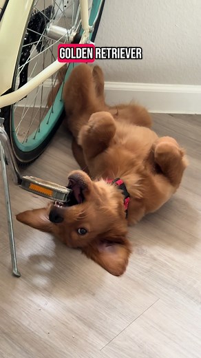 Rusty the Golden Retriever's Adventures