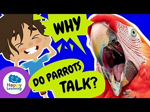 🦜 Did You Know Parrots Can Talk? | Educational Videos for Children | ‪@HappyLearningENG‬