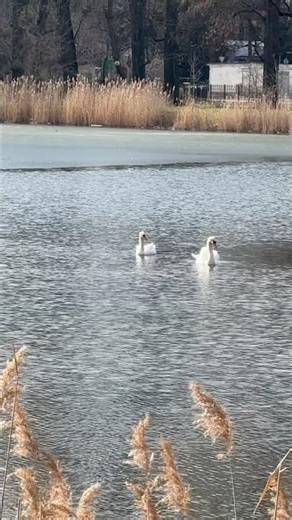 Love story on the spring lake #relax #nature #woodlandambience