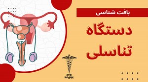 بافت شناسی دستگاه تناسلی