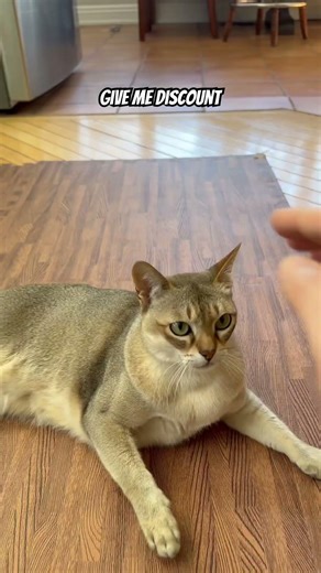 Dear problem 🤯 #cat #funnyanimals