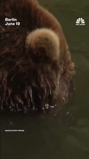 Animals at Berlin Zoo try to cool off as the German capital sizzles in high temperatures