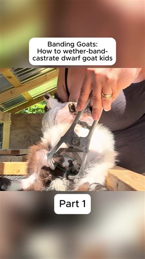 #goat,#vet,#pen,#equine,#training | Goat