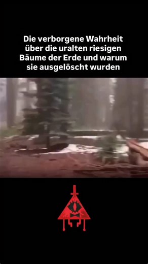 VerschwörungsPage on Instagram: "Man sagt, dass es vor Tausenden von Jahren Bäume gab, die so riesig waren, dass sie Himmel und Erde verbanden und als Brücken zwischen den Welten dienten. Als sie gefällt wurden, verlor die Menschheit nicht nur einen Teil der Natur, sondern auch die Erinnerung an das, womit sie einst verbunden war. Man sagt, dass die Wurzeln dieser Riesen noch immer unter uns liegen und die Geschichte eines Zeitalters bewahren, in dem Energie und Leben eins waren. Kenne die Einzi