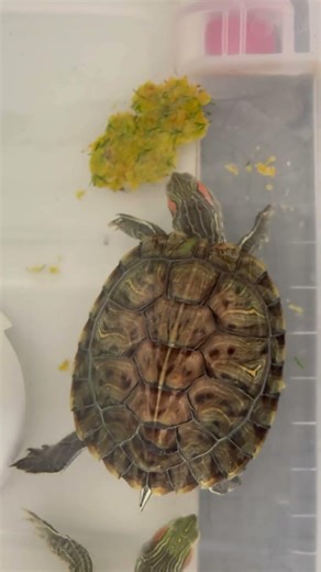 Hulk eating Akki roti 😳🐢