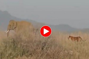Viral Video: Tiger Tries To Hunt Elephant, Runs Away Like A Scared Little Cat. Watch
