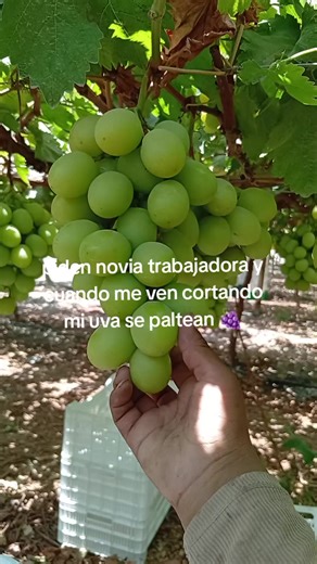 Cosecha de Uva: Tradición y Trabajo Agrícola