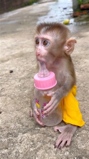 The poor baby monkey was given milk by its neighbors.#monkey #babymonkey
