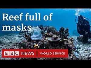PPE plastics are damaging this marine ecosystem in the Philippines - BBC World Service