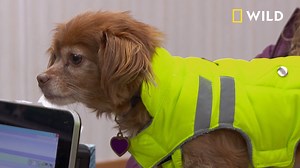 38K views · 525 reactions | Here's a sneak peek of the new season of The Incredible Dr. Pol, starting January 2nd on Nat Geo WILD! | National Geographic Animals | Facebook