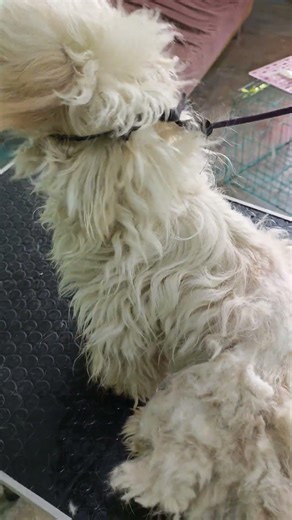 pet spa loikaw