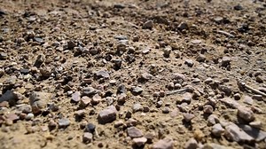 Ants, Walkway, Animals