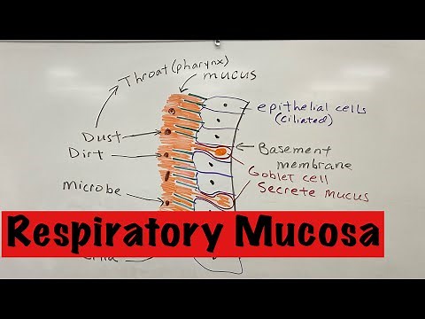 Respiratory Mucosa