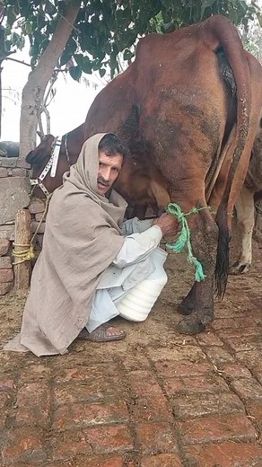Engaging with Cows: Traditional Roping Techniques
