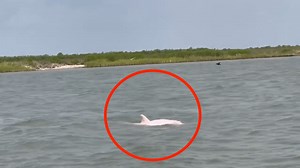 Watch: Possible rare pink dolphin spotted in Louisiana